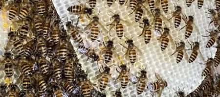 Bees in their hives...n1 πβ€π