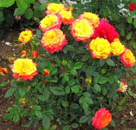 Beautiful Nature image