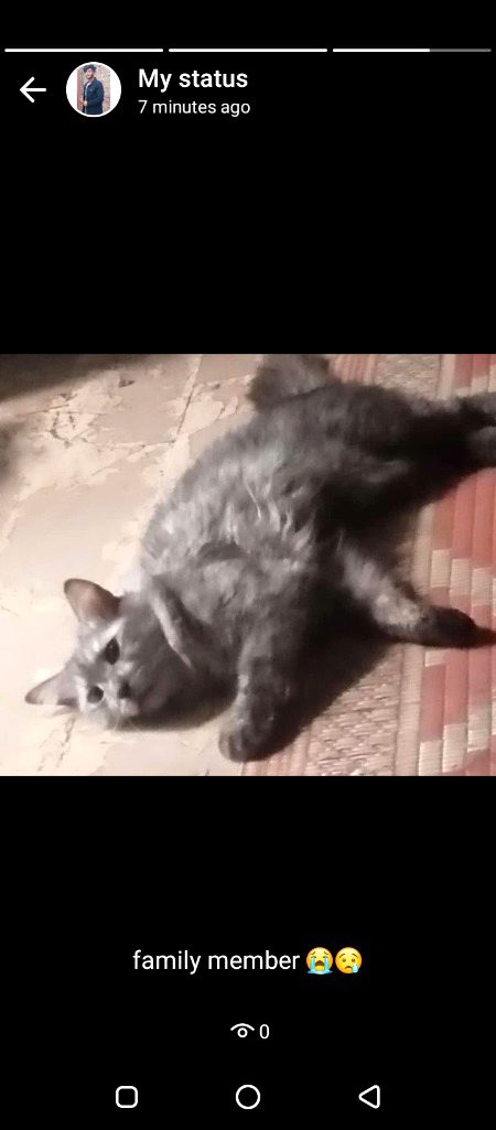 dead 😭😭no one knows my pain cute kitten was no more