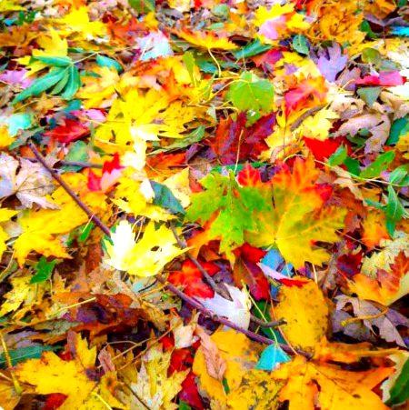 Beautiful Nature image