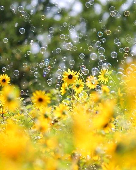 Beautiful Nature image
