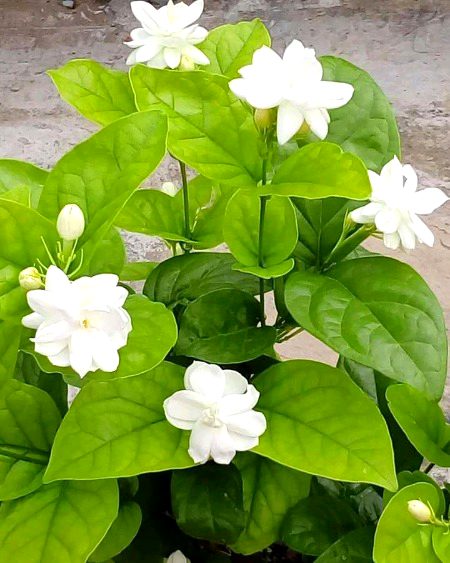 Beautiful Nature image