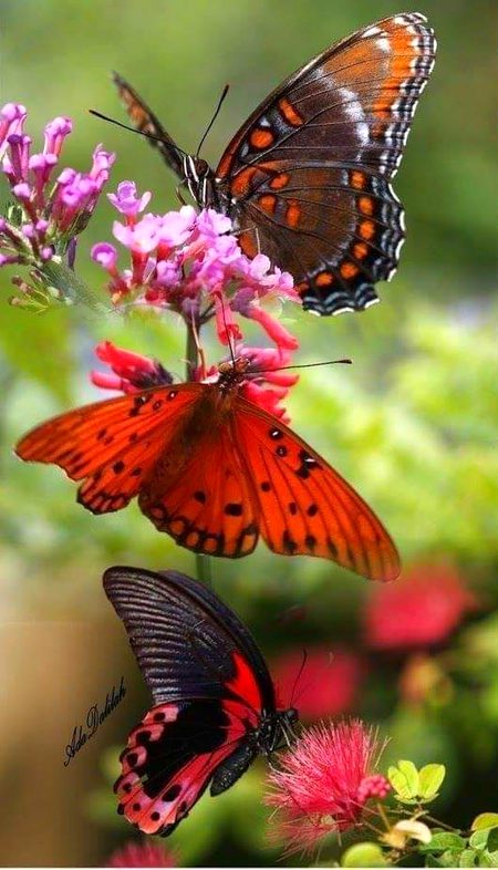 Beautiful Nature image
