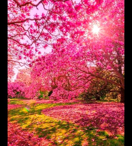 Beautiful Nature image