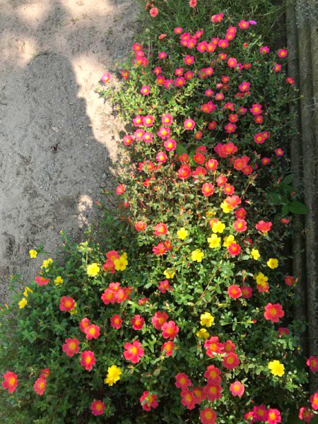 Beautiful Nature image