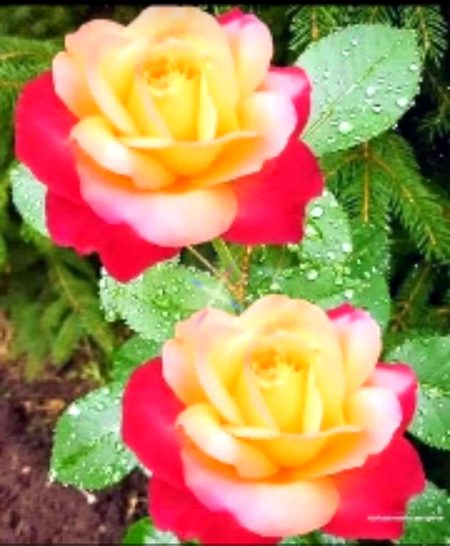 Beautiful Nature image
