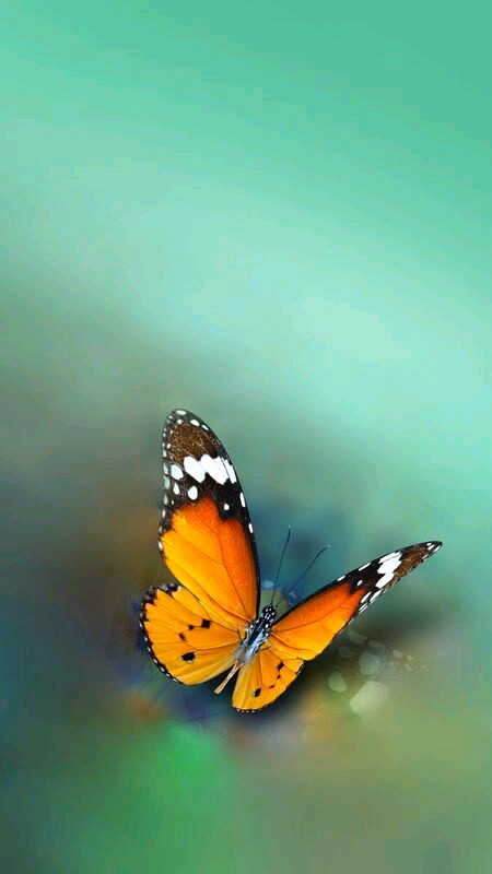 Beautiful Nature image