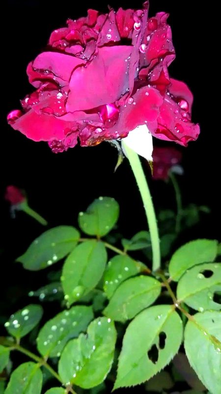 مُجھے جب لگتا ہے میں اُسے بھول رہی ہوں
اُسی رات وه میرے خواب میں آ جاتا ہے ۔🌸🤍