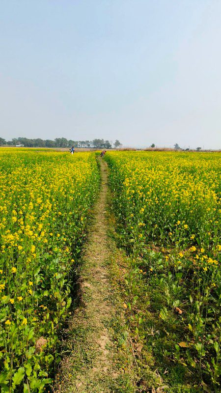 Beautiful Nature image