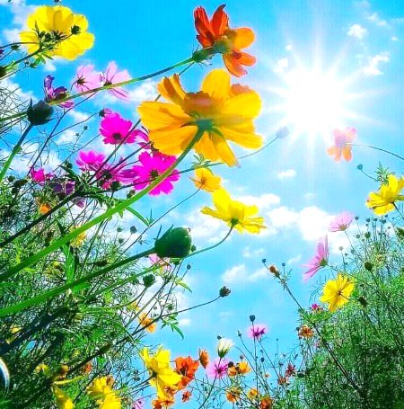 Beautiful Nature image