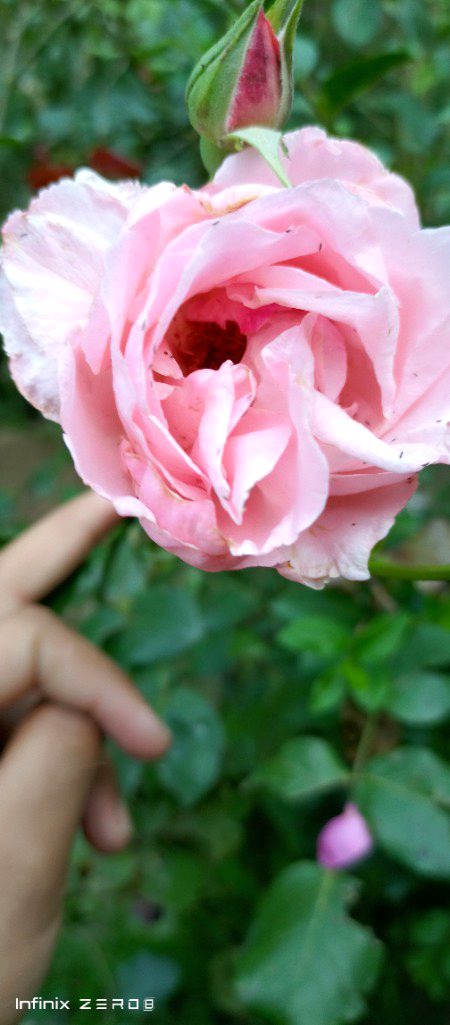 Flower kinna pyara hai na.. .o1