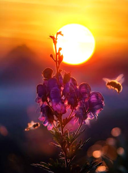 Beautiful Nature image
