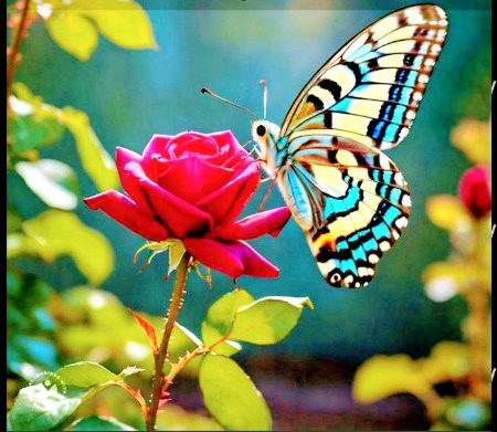 Beautiful Nature image