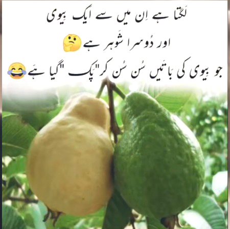 Memes & Satire image