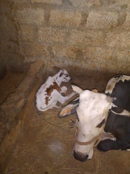 Hmari cow ka baby.m5
ZaRRaaR💔🥀
