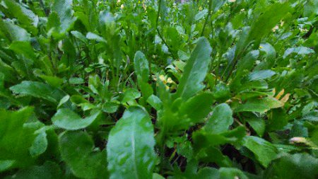 Zamung da kor sag 😋