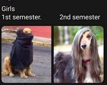 Memes & Satire image