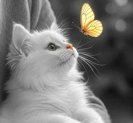 سب اپنی اپنی جگہ صحیح تھے 
مسئلہ یہ تھا کسی نے ہماری جگہ رہ کر نہیں دیکھا 🥀