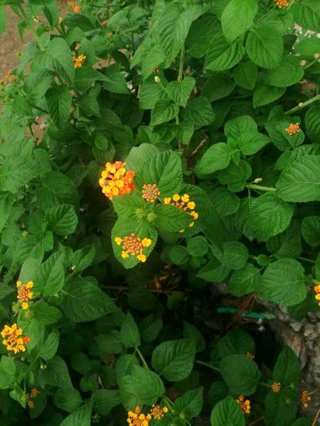 Beautiful Nature image