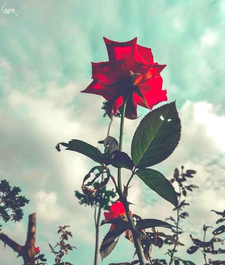 Beautiful Nature image