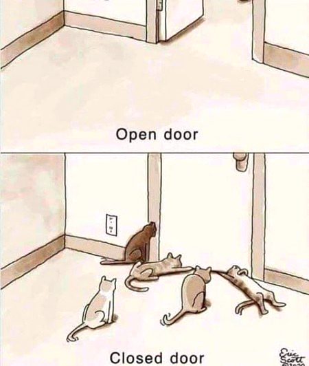 Cat's Logic 😹😸