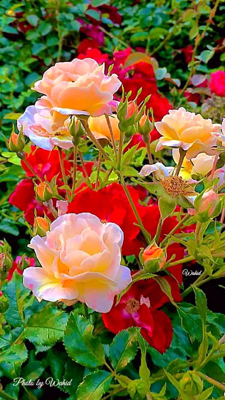 Beautiful Nature image