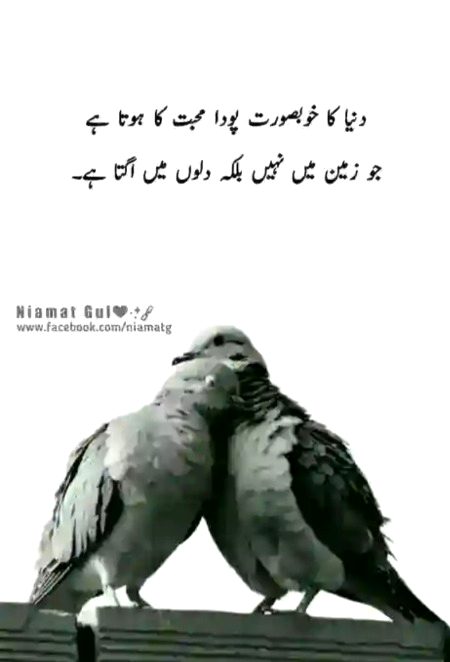 Gud nit 
Lk kr dena ca lga dena