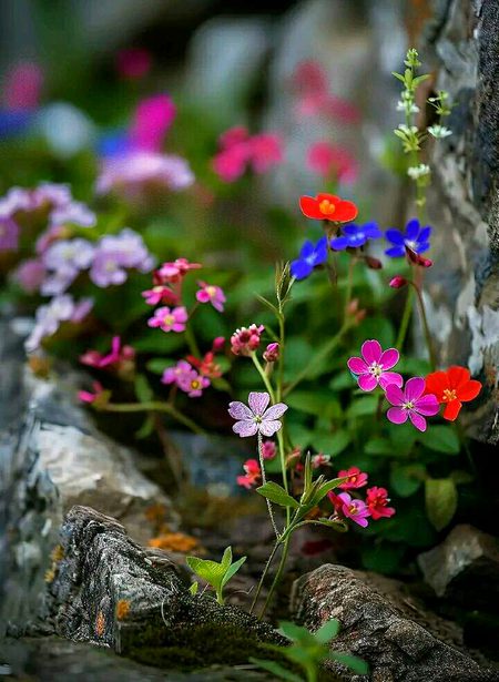 Beautiful Nature image