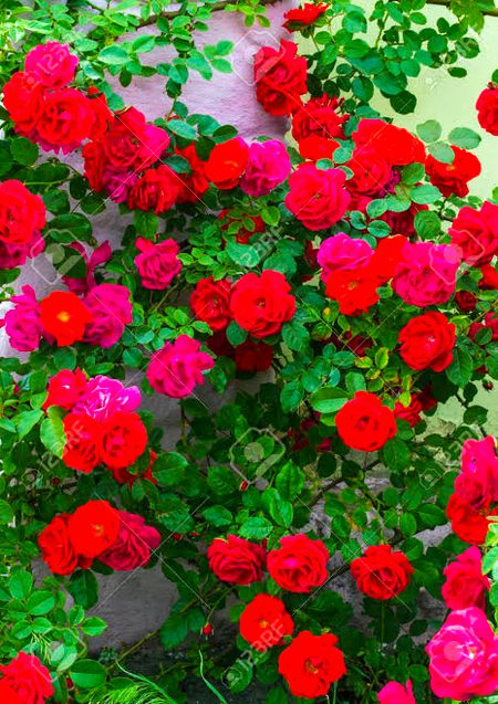 Beautiful Nature image