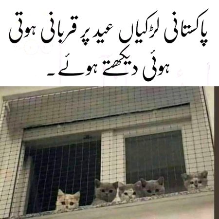 Memes & Satire image