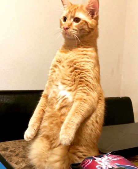 Parshamai k larki ase hoty hai 🤭