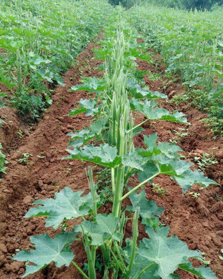 Beautiful Nature image