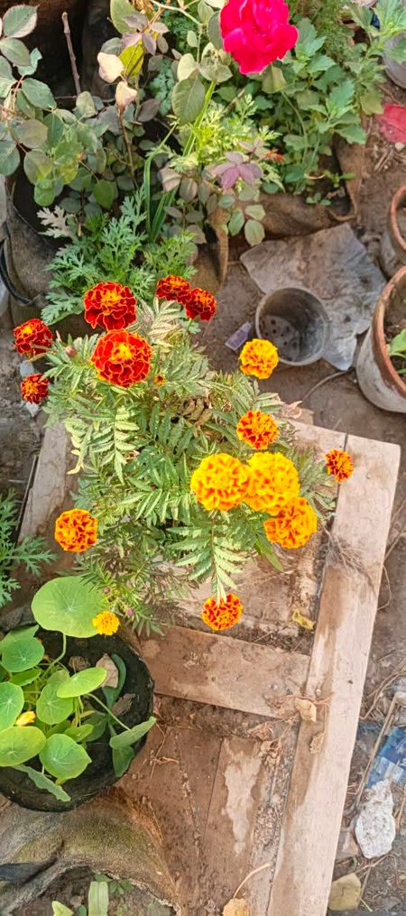 Beautiful Nature image