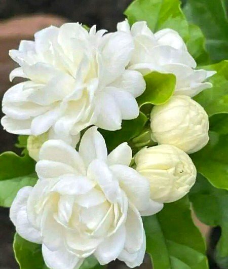 Beautiful Nature image