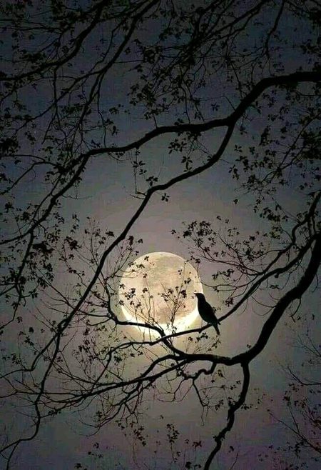 Beautiful Nature image