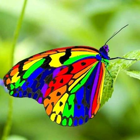 Beautifull 🌷🌷🌷