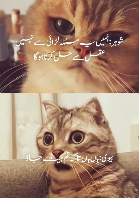 Memes & Satire image