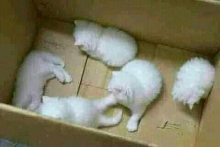 Meri catos kse lgi ๐๐๐๐ผ๐ผ