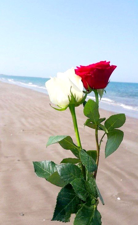 For you 🌹🌹🌹