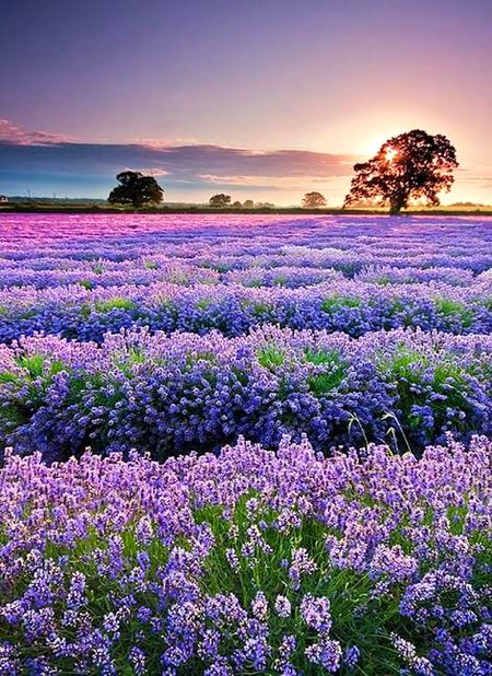 Beautiful Nature image