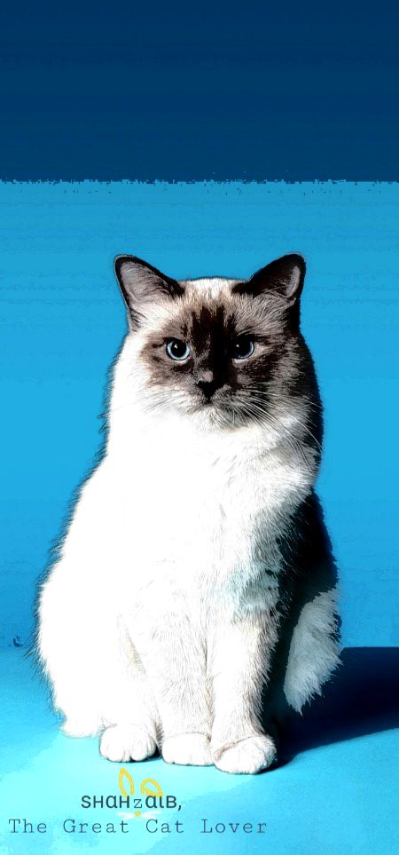 Cos a big cat is still a cat... "Tyger Tyger, burning bright,
In the forests of the night;
What immortal hand or eye,
Could frame thy fearful symmetry?"