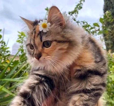 Beautiful Nature image