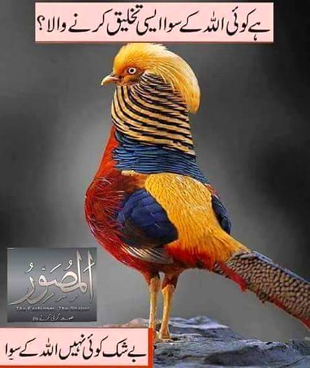 Islamic Quotes image