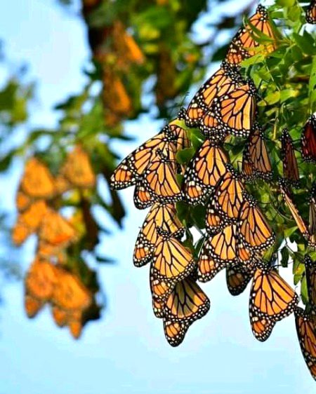 Beautiful Nature image