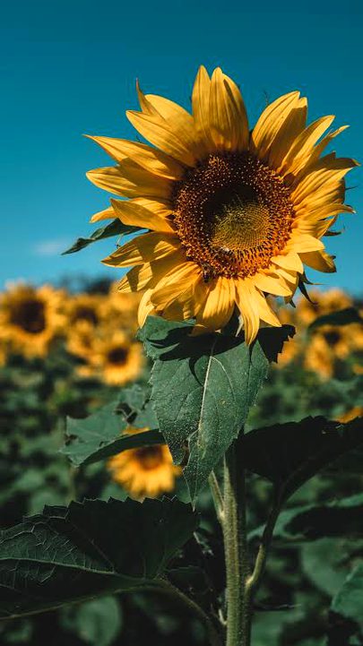 Beautiful Nature image