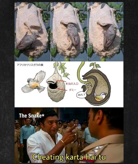 Memes & Satire image