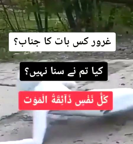 Ham haSeeN TaRen, AmeeR TaRen, ZaheEn TaRen, ZinDagi Mai hr haWaLy We BehTreN hOo Kr bhi BiLAakHiR "MaRr" hE jaEn By💯✔