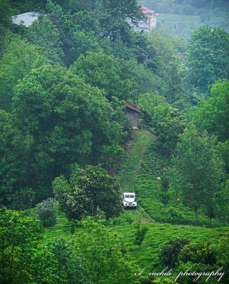 Beauti Of Gilan IRAN!🇮🇷🌾💚🍃