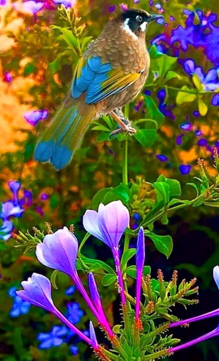 Beautiful Nature image