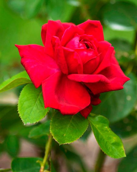 Beautiful Nature image